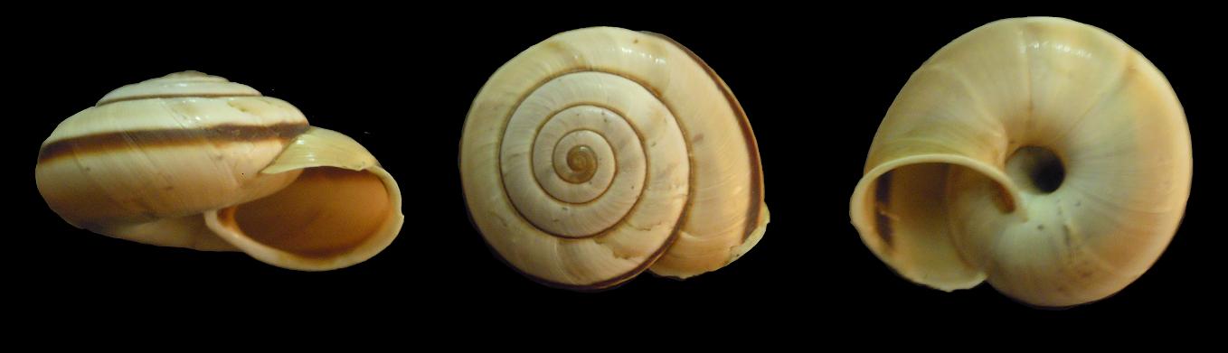 Chilostoma cingulatum apuanum - variabilit